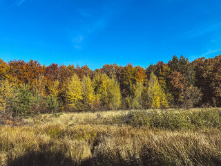 autumn in the forest