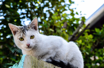 Domestic short-haired cat sitting on the bricks wall against the green tree. White house cat...