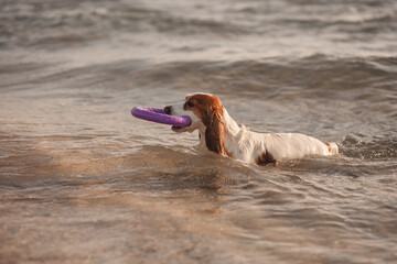 spaniel dog on the sea