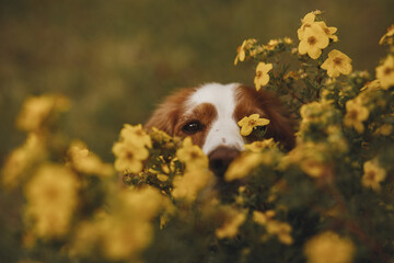 spaniel and flowers