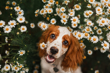 spaniel and flowers