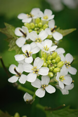 Vertical closeup on the white flowers of the GArlic mustard plant, Alliaria petiolata