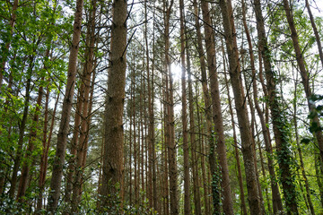 Looking up at tall pine trees