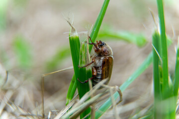 Summer chafer climbing up a grass blade