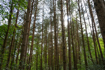 Looking up at tall pine trees