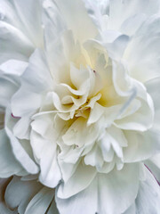 White delicate peony flower heart. Tender summer flower close up. Natural environment design wallpaper or screensaver for screen.