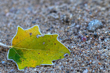 When the first frost arrives and the leaves reach the edges of the white frost, it is switched to...