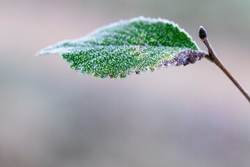 When the first frost arrives and the leaves reach the edges of the white frost, it is switched to...