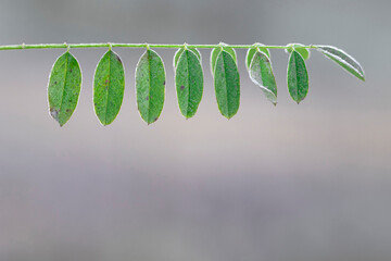 When the first frost arrives and the leaves reach the edges of the white frost, it is switched to...