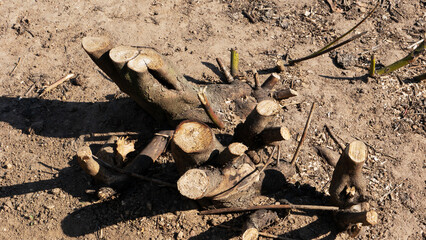 Freshly cut forest planting in the forest.