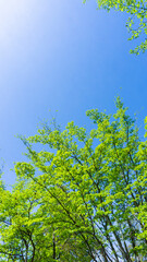 爽やかな新緑と青空の風景