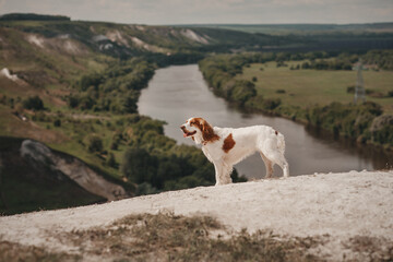 spaniel in the mountains