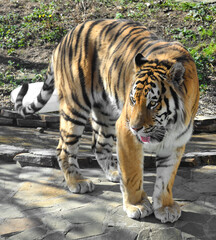 Siberian tiger (P. t. altaica), also known as Amur tiger (focus on head)
