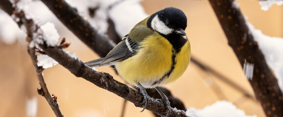 a great tit looks around