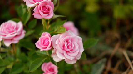 Blooming pink roses in the garden. Rosehipr oses on the Bush. Growing roses in the garden