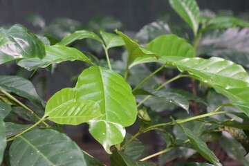 Leaves of a small coffee plant as a close up