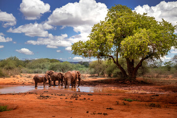 Fototapeta na wymiar Elephant family in a beautiful landscape of Africa, Kenya. Here in Tsavo National Park. A herd with many animals at the waterhole. Safari, game drive in the savannah