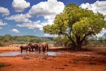 Foto op Canvas Elephant family in a beautiful landscape of Africa, Kenya. Here in Tsavo National Park. A herd with many animals at the waterhole. Safari, game drive in the savannah © Jan