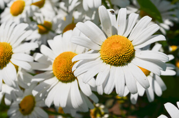 Fototapeta premium Flower garden of white beautiful chamomile