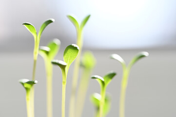 green sprouts on a light background. young plant grows. gardening concept. 