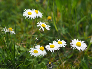 Daisies in the grass, close-up