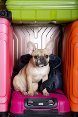 Purebred French bulldog with a funny black muzzle with big ears and eyes sits posing against the background of coloured suitcases and attentively looks into the camera funny leaning