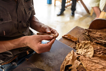 Demonstration of production of handmade cigars. Close up on man hands rolling dried and cured Cuban tobacco leaves in a farm in Vinales Valley, Pinar del Rio, West Cuba. - obrazy, fototapety, plakaty