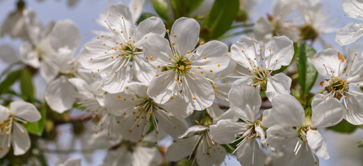 Blooming cherries in early spring, white flowers and young foliage on gray branches