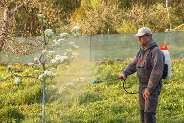 The man works in the spring garden and sprayes with the help of rechargeable chemicals for sprayers...