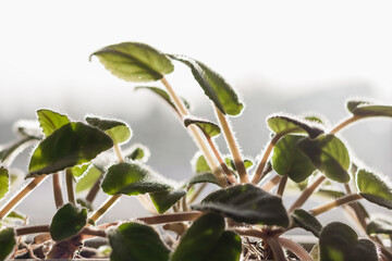 Green violet leaves. Shallow depth of field (DOF)