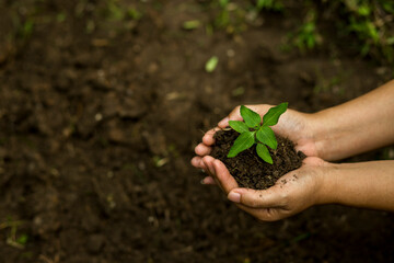 Hands of the farmer are planting the seedlings into the soil