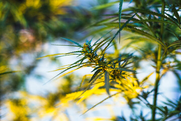 Branch of cannabis and marijuana. Ganja, hemp beautiful tree.