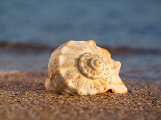 A seashell on the beach.  A seashell and a sandy beach on a blurred background of the sea. Conch shell on beach with waves