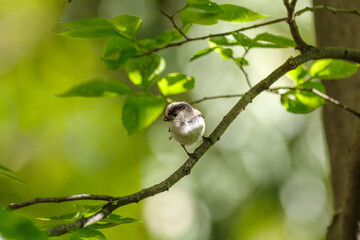 鮮やかな緑とエナガ