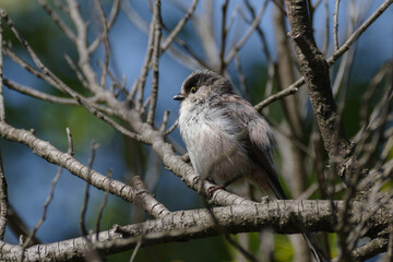 まだ幼いエナガ