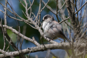 まだ幼いエナガ