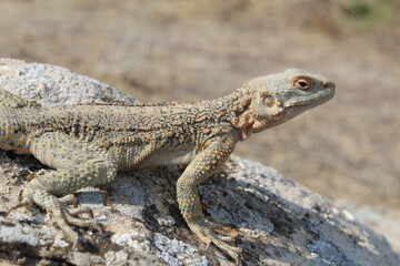 Lizard on the rock