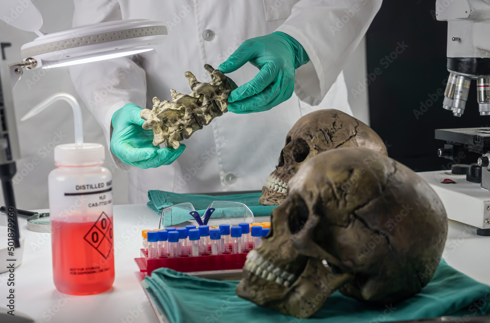 Wall mural forensic scientist examines human skull to extract dna, forensic laboratory, conceptual image