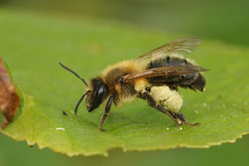 Closeup on the chocoloate mining bee , Andrena scotica , sitting on a green leaf