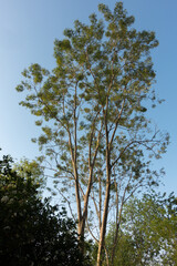 A full grown Kashi tree in an Indian forest region. A variety of Japanese white oak tree.