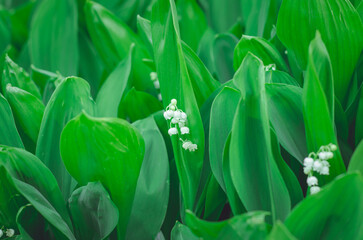 Background of flowers and leaves of lilies of the valley.