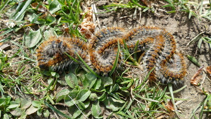 Processionary worms or larvae in the bush