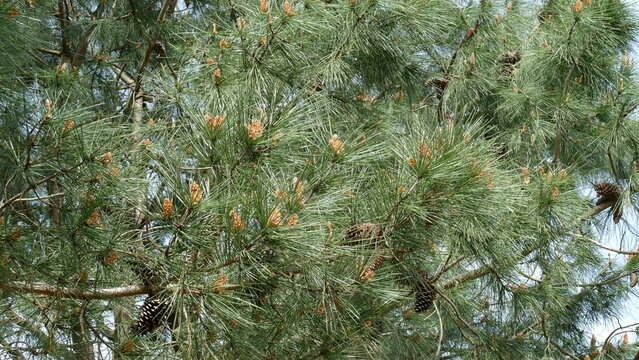Branches of a pine tree with pine cones in the bush