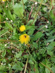 A small white dandelion in the tall green grass.