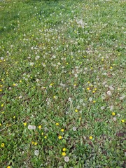 A small white dandelion in the tall green grass.
