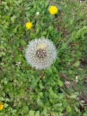 A small white dandelion in the tall green grass.