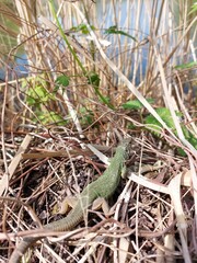 A small green lizard on a rock basks in the sun. Beautiful reptile