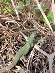 A small green lizard on a rock basks in the sun. Beautiful reptile