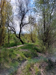 Fototapeta premium A forest clearing with lush green grass in spring. The clearing is surrounded by pine trees, white flowering trees and young green shrubs.