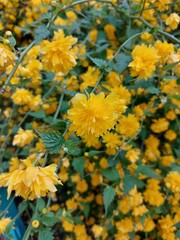 Yellow flowers in green grass in early spring. A clearing with yellow flowers in the forest. Blooming on a sunny spring day